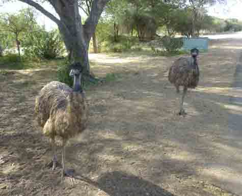 Akal Wood Fossil Park