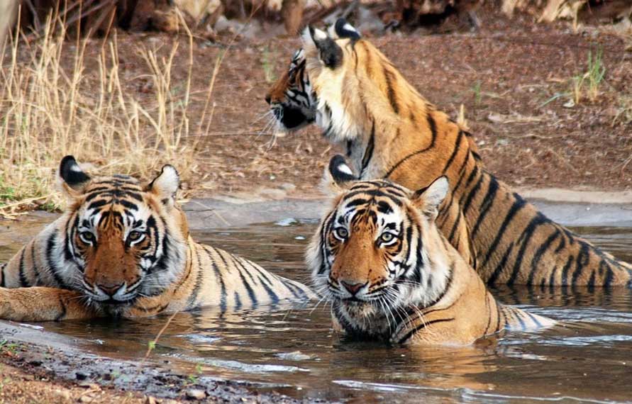 Royal Rajasthan With Wildlife Tour, Nature & Wildlife tour of Rajasthan